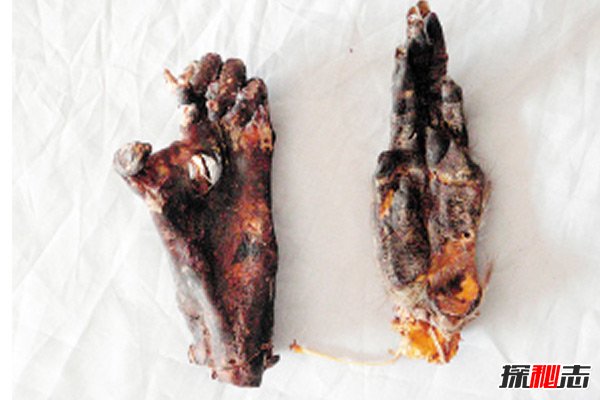 野人手腳標本圖片