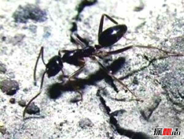 十大復活成功的滅絕動(dòng)物, 新喀里多尼亞睫角壁虎再次出現