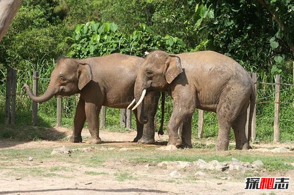 十大復活成功的滅絕動(dòng)物, 新喀里多尼亞睫角壁虎再次出現