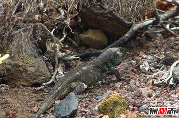 十大復活成功的滅絕動(dòng)物, 新喀里多尼亞睫角壁虎再次出現