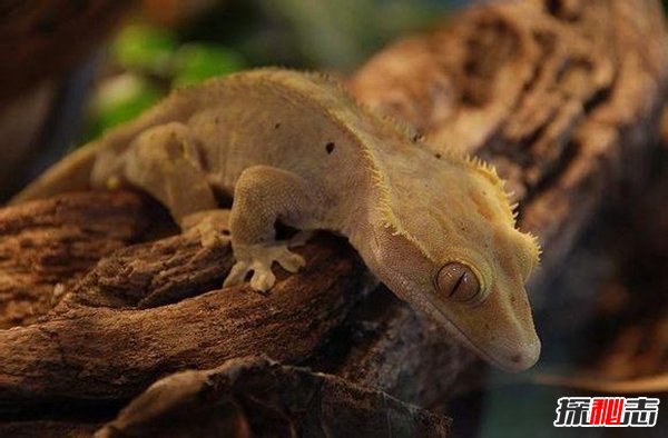 十大復活成功的滅絕動(dòng)物, 新喀里多尼亞睫角壁虎再次出現