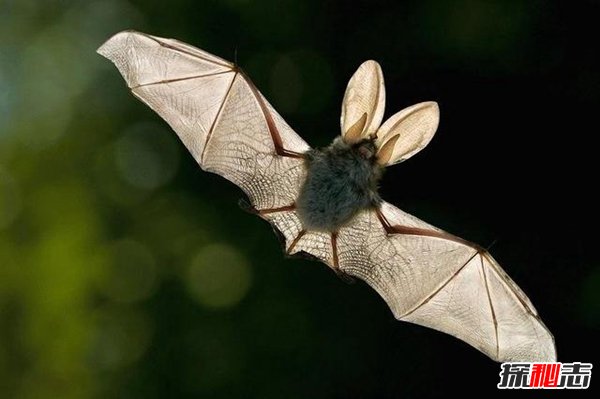 十大復活成功的滅絕動(dòng)物, 新喀里多尼亞睫角壁虎再次出現