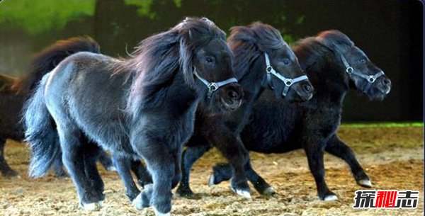 十大復活成功的滅絕動(dòng)物, 新喀里多尼亞睫角壁虎再次出現