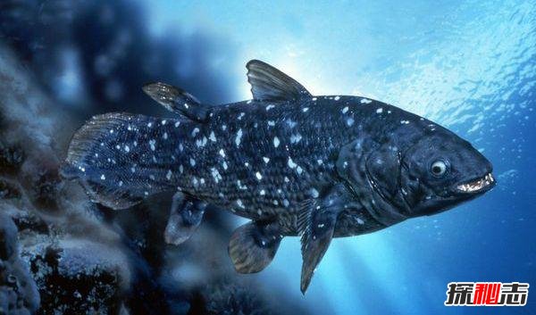 十大復活成功的滅絕動(dòng)物, 新喀里多尼亞睫角壁虎再次出現