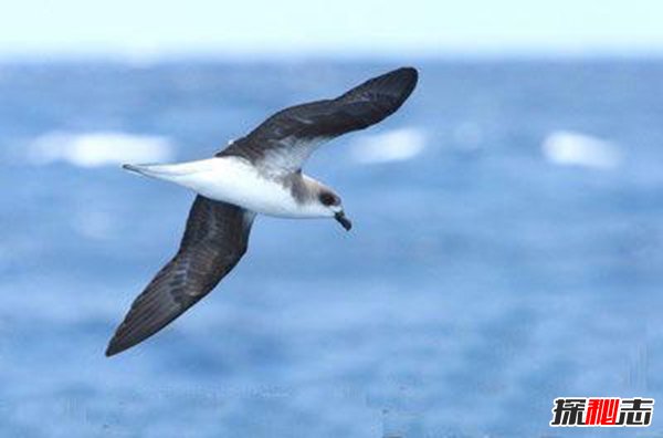 十大復活成功的滅絕動(dòng)物, 新喀里多尼亞睫角壁虎再次出現