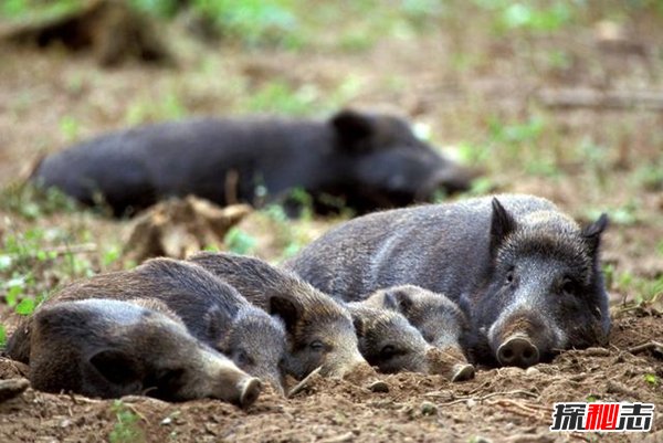 十大復活成功的滅絕動(dòng)物, 新喀里多尼亞睫角壁虎再次出現