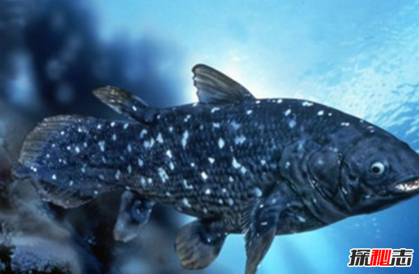 十大海洋恐怖生物,石頭魚(yú)一刺使人中毒直到死亡(偽裝極強)