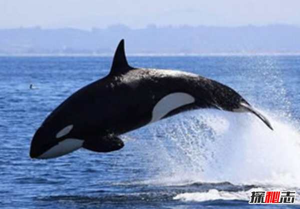 十大海洋恐怖生物,石頭魚(yú)一刺使人中毒直到死亡(偽裝極強)