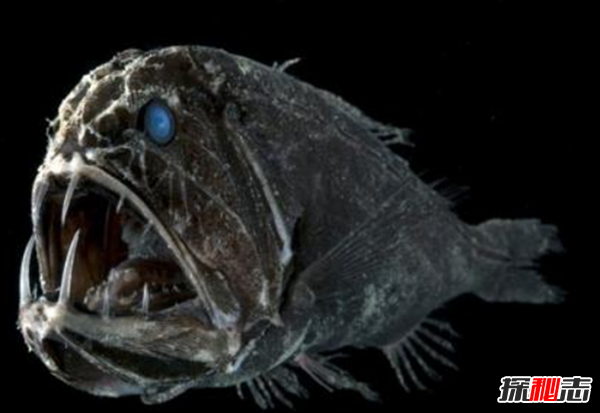 十大海洋恐怖生物,石頭魚(yú)一刺使人中毒直到死亡(偽裝極強)