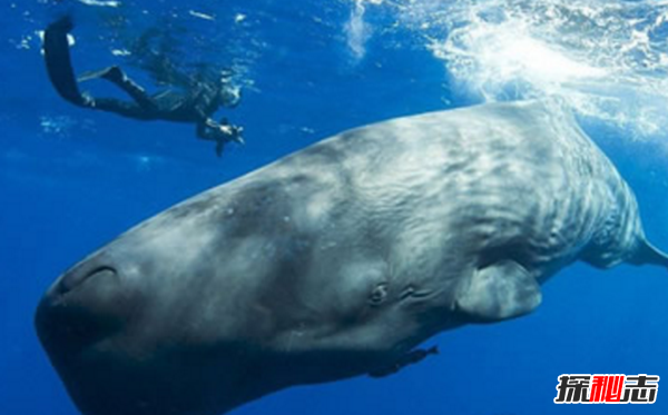 十大海洋恐怖生物,石頭魚(yú)一刺使人中毒直到死亡(偽裝極強)