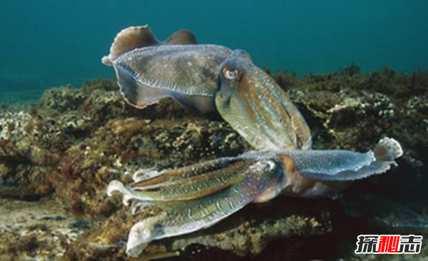 十大海洋恐怖生物,石頭魚(yú)一刺使人中毒直到死亡(偽裝極強)