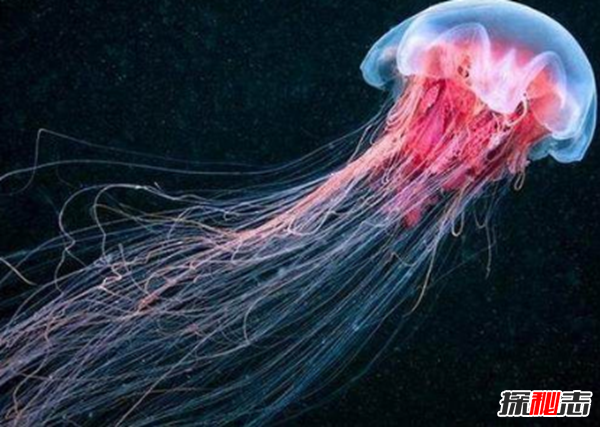 十大海洋恐怖生物,石頭魚(yú)一刺使人中毒直到死亡(偽裝極強)