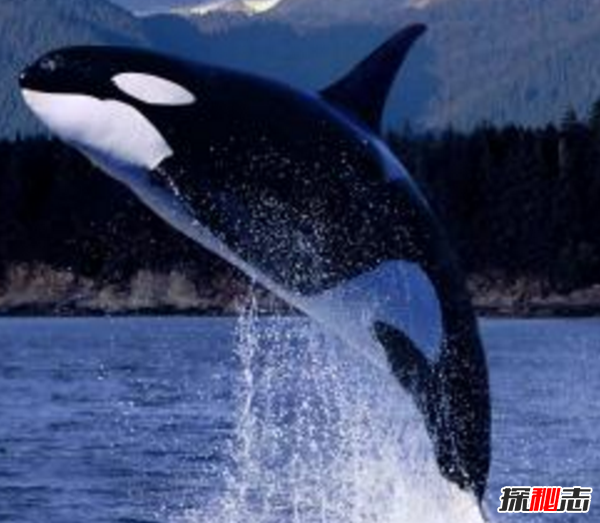 十大海洋恐怖生物,石頭魚(yú)一刺使人中毒直到死亡(偽裝極強)