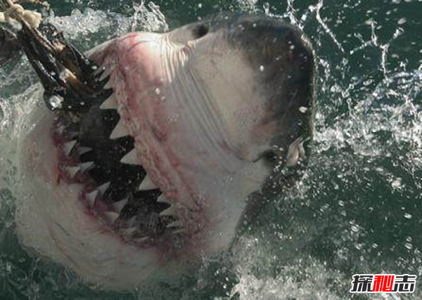 十大海洋恐怖生物,石頭魚(yú)一刺使人中毒直到死亡(偽裝極強)