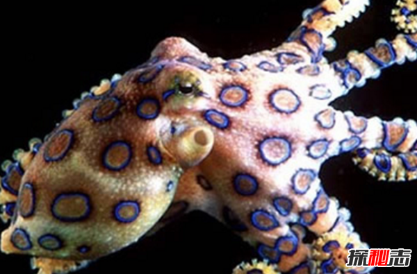 十大海洋恐怖生物,石頭魚(yú)一刺使人中毒直到死亡(偽裝極強)