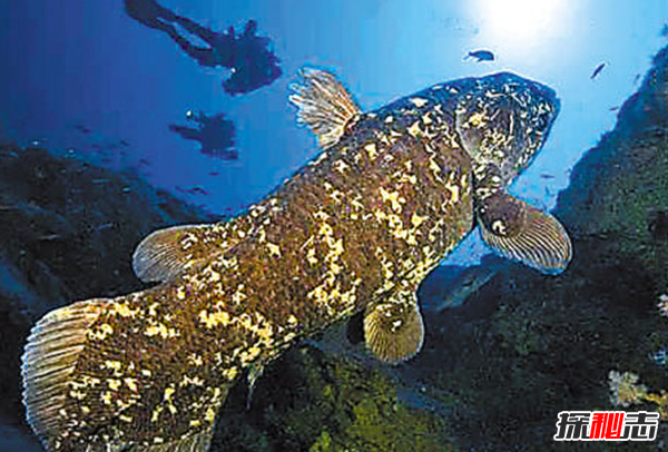 十大海洋恐怖生物,石頭魚(yú)一刺使人中毒直到死亡(偽裝極強)