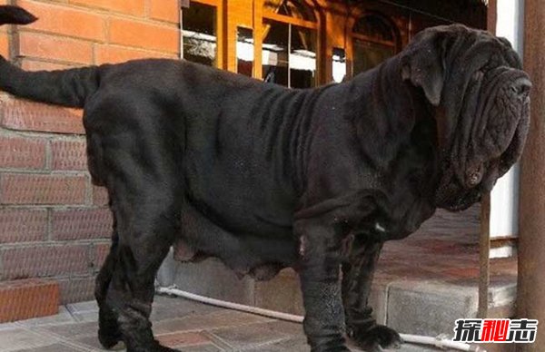 十大禁犬排行榜,魔鬼般的存在(極易咬死人)