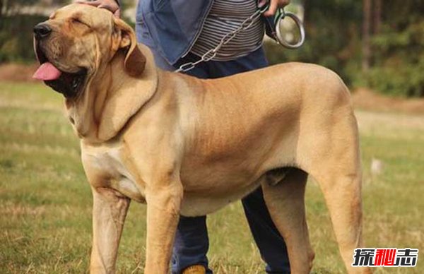 十大禁犬排行榜,魔鬼般的存在(極易咬死人)