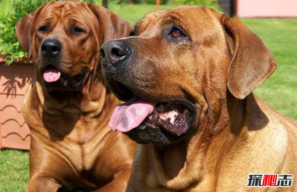 十大禁犬排行榜,魔鬼般的存在(極易咬死人)