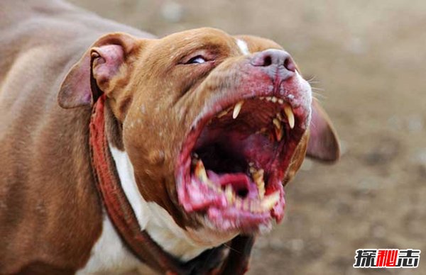 十大禁犬排行榜,魔鬼般的存在(極易咬死人)