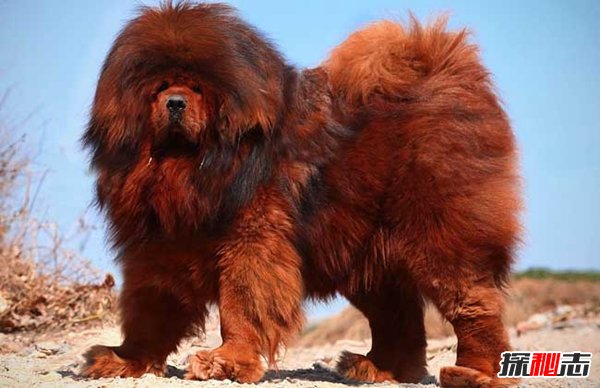 十大禁犬排行榜,魔鬼般的存在(極易咬死人)