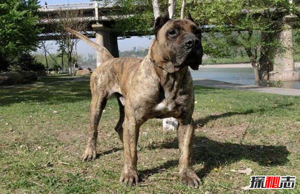 十大禁犬排行榜,魔鬼般的存在(極易咬死人)