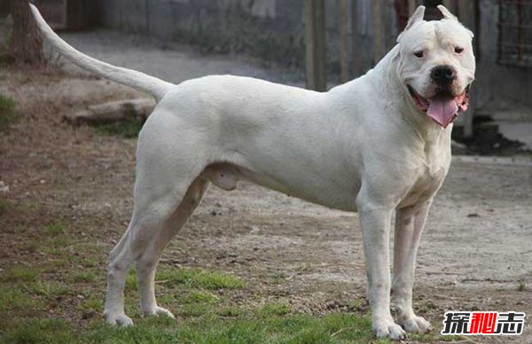 十大禁犬排行榜,魔鬼般的存在(極易咬死人)