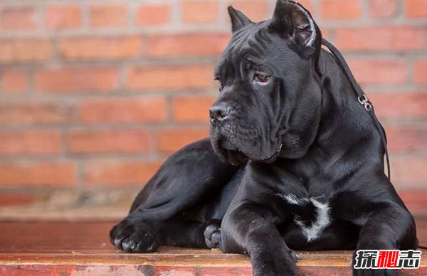 十大禁犬排行榜,魔鬼般的存在(極易咬死人)