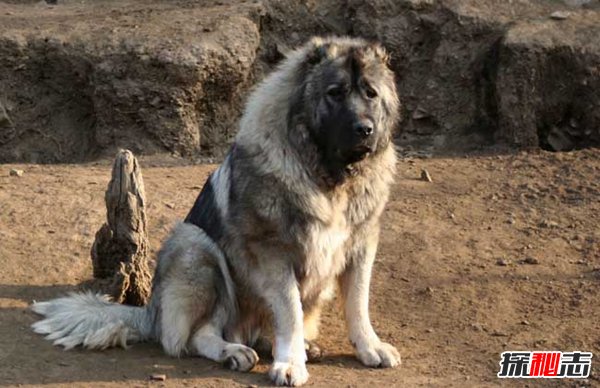 十大禁犬排行榜,魔鬼般的存在(極易咬死人)