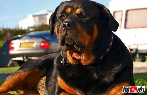 十大禁犬排行榜,魔鬼般的存在(極易咬死人)