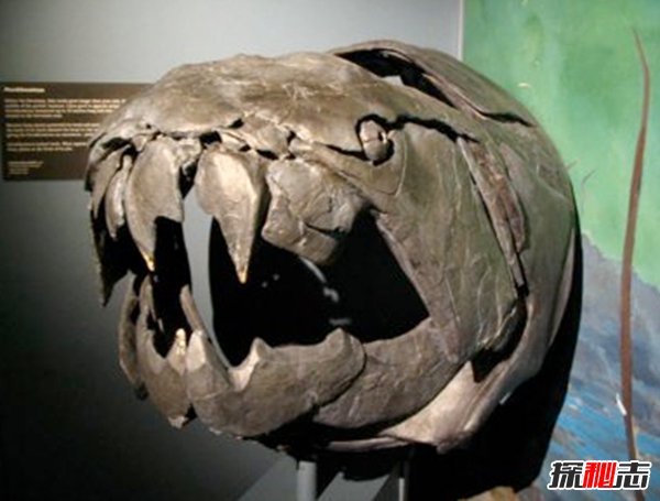 十大滅絕的可怕古生物 幸好早已經(jīng)消失了!(照片曝光)