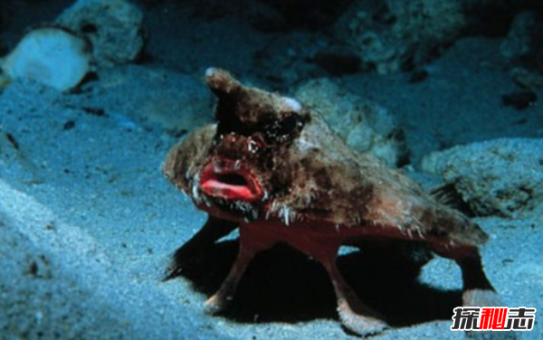 十大最奇怪最危險的深海生物,籃星壽命可長(cháng)達35年