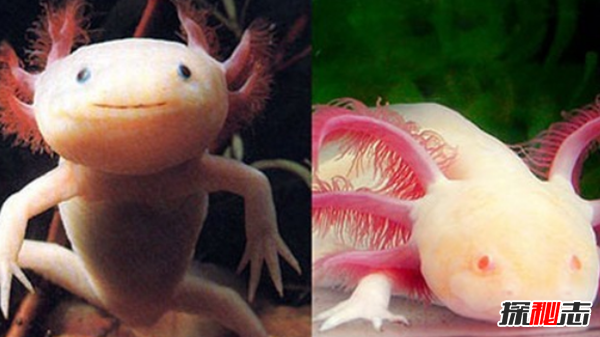 十大最奇怪最危險的深海生物,籃星壽命可長(cháng)達35年