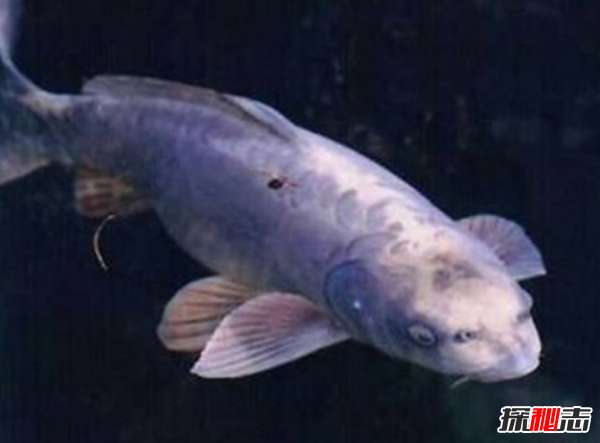 十大最奇怪最危險的深海生物,籃星壽命可長(cháng)達35年