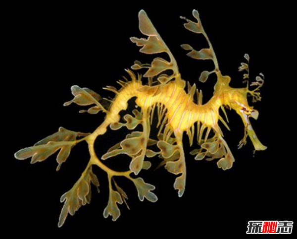 十大最奇怪最危險的深海生物,籃星壽命可長(cháng)達35年