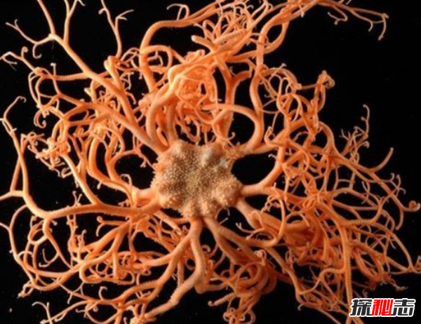 十大最奇怪最危險的深海生物,籃星壽命可長(cháng)達35年