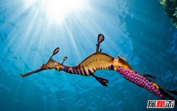 十大最奇怪最危險的深海生物,籃星壽命可長(cháng)達35年
