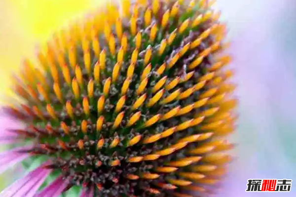 十大最神奇的藥用植物 第3預防肺癌,第五讓你永不變老