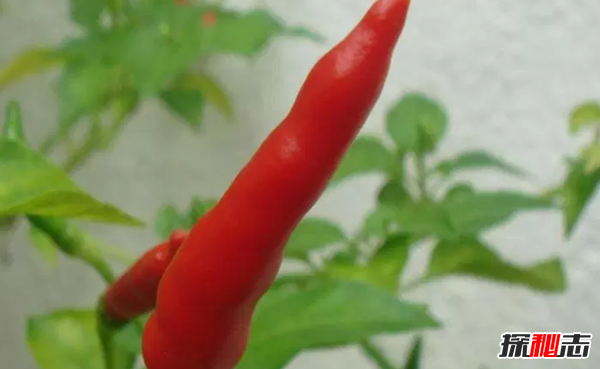 十大最神奇的藥用植物 第3預防肺癌,第五讓你永不變老