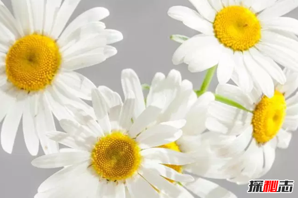 十大最神奇的藥用植物 第3預防肺癌,第五讓你永不變老