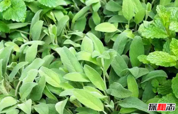 十大最神奇的藥用植物 第3預防肺癌,第五讓你永不變老