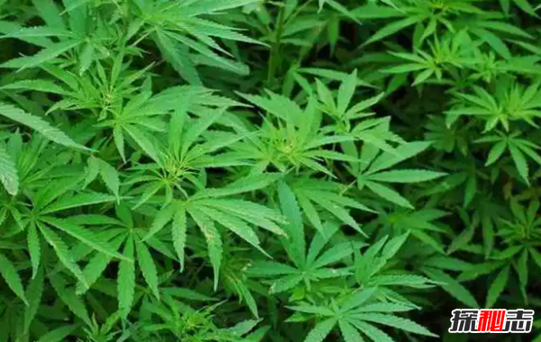 十大最神奇的藥用植物 第3預防肺癌,第五讓你永不變老