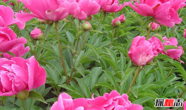 十大最神奇的藥用植物 第3預防肺癌,第五讓你永不變老