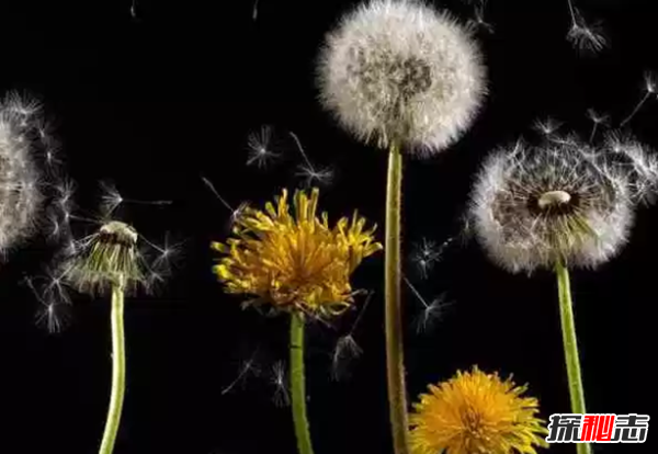 十大最神奇的藥用植物 第3預防肺癌,第五讓你永不變老