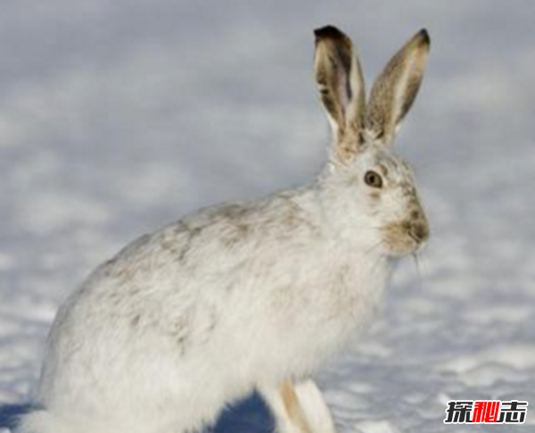 十二生肖冬眠的動(dòng)物有哪些?