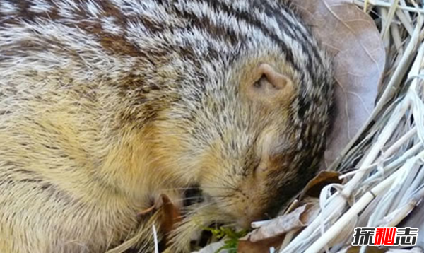 十二生肖冬眠的動(dòng)物有哪些?