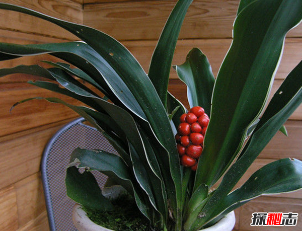 十二星座的守護花是什么?盤(pán)點(diǎn)十二星座守護花(附圖)