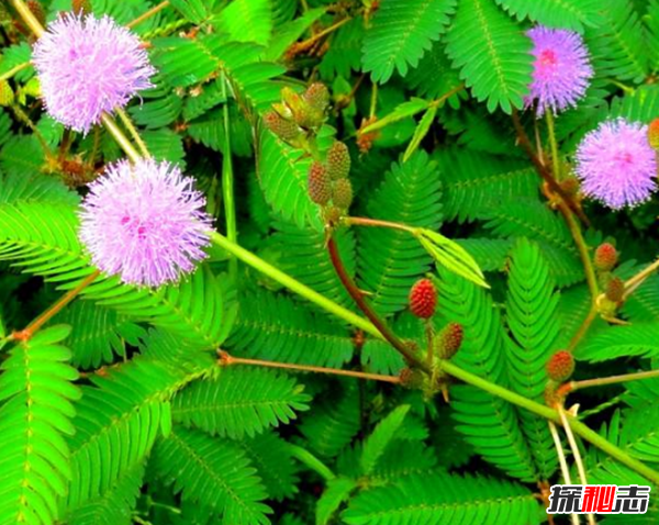 十二星座的守護花是什么?盤(pán)點(diǎn)十二星座守護花(附圖)