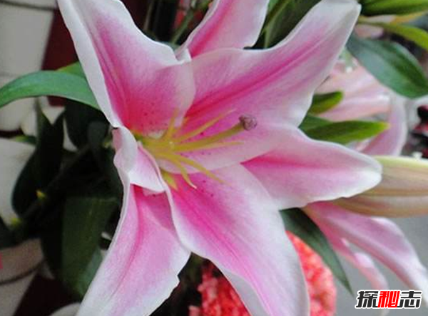 十二星座的守護花是什么?盤(pán)點(diǎn)十二星座守護花(附圖)