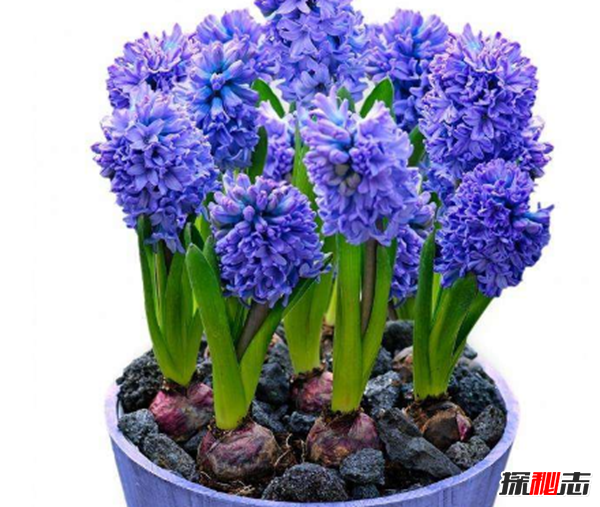 十二星座的守護花是什么?盤(pán)點(diǎn)十二星座守護花(附圖)